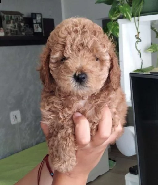 regalo cuccioli di barboncino
