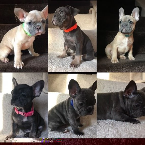 regalo cuccioli di cane a bulldog francese