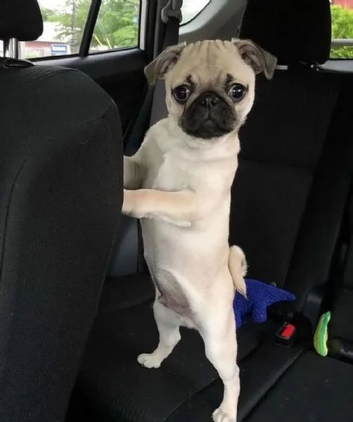 regalo cuccioli di carlino 