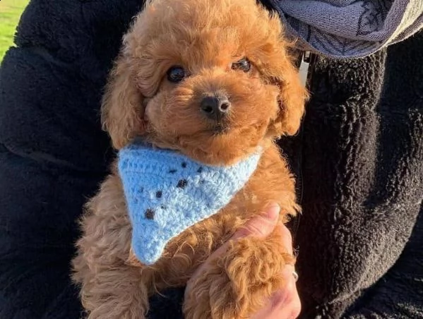 cane barboncino toy
