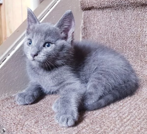 gattino due blu di russia