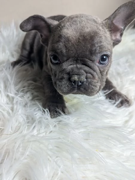 Bulldog francese merle | Foto 2