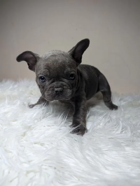 Bulldog francese merle | Foto 0