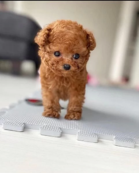 cuccioli barboncini toy piccoli !!
