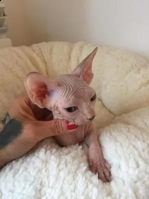 cuccioli canadian sphynx