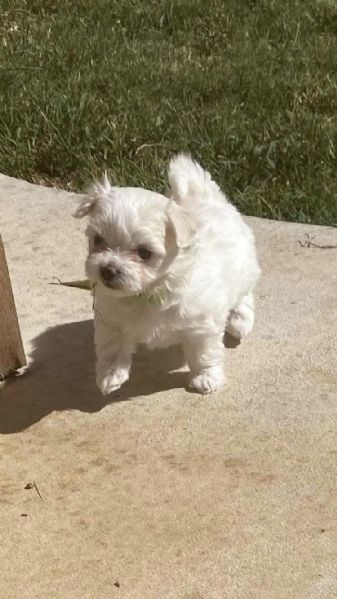 cuccioli di maltese puro maschietto/femminuccia | Foto 0