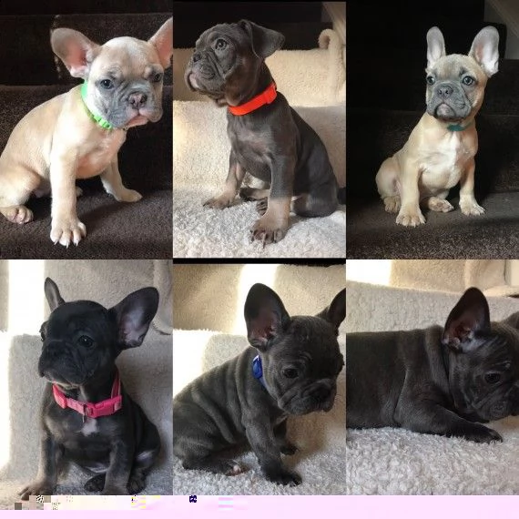 regalo cuccioli di cane a bulldog francese