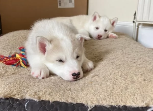 Meravigliosi cuccioli di siberian husky