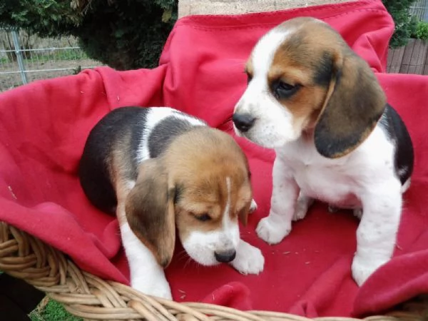 regalo beagle