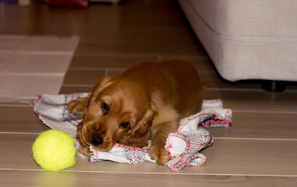 deliziosi cuccioli di cocker spaniel | Foto 0