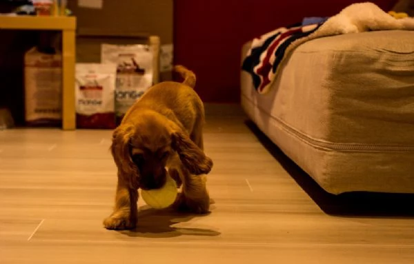 deliziosi cuccioli di cocker spaniel