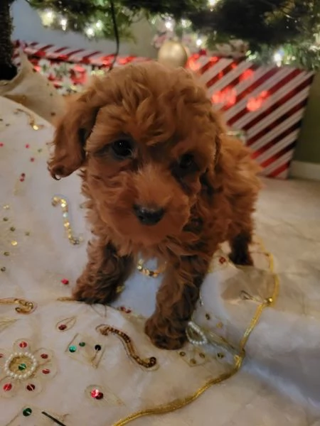 cuccioli di barboncino