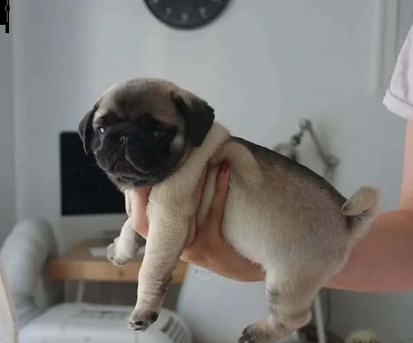 regalo cuccioli di carlino on | Foto 0