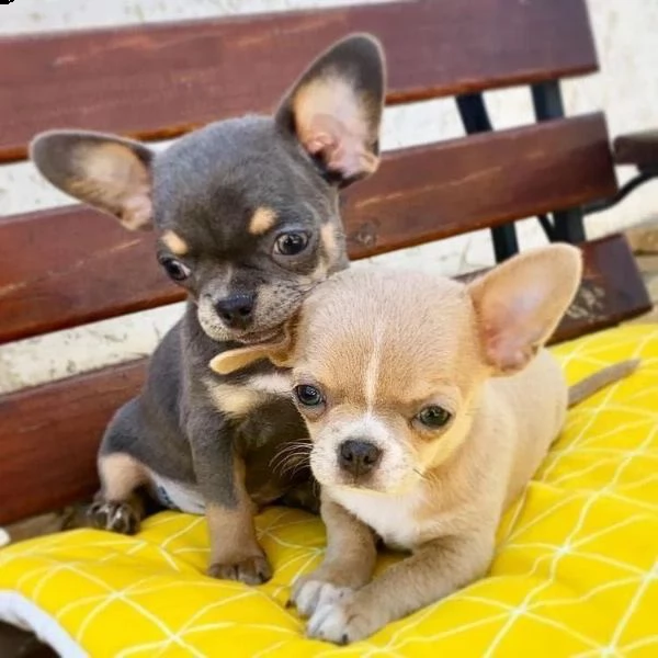 vendo bellissimi cuccioli di chihuahua | Foto 1