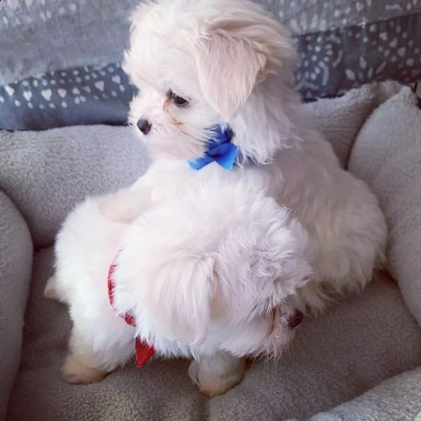 vendo bellissimi cuccioli di maltese | Foto 0