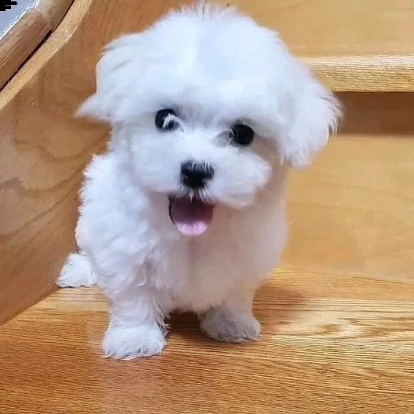 vendo bellissimi cuccioli di maltese