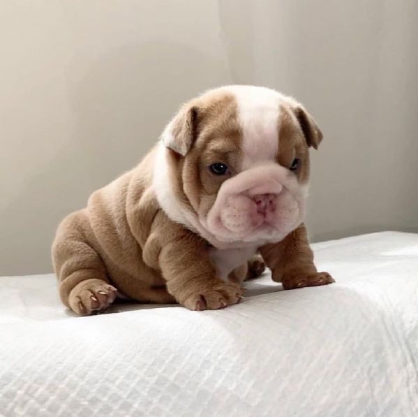 Fodera Per Cuscino Decorativa ABAKUHAUS Bulldog Inglese, 65x50 Cm, Stampa Fronte In Microfibra, Cream Navy Blu Rosso, Senza Inserto - 3