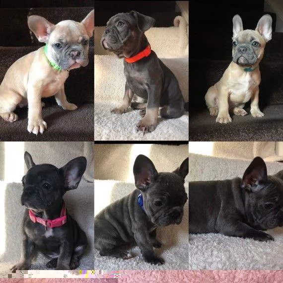 regalo cuccioli di cane a bulldog francese
