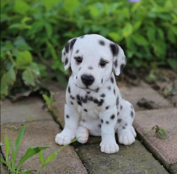  regalo abbiamo cuccioli di dalmata sono dalmata di dimensioni . sono registrati akc. sono molto aff