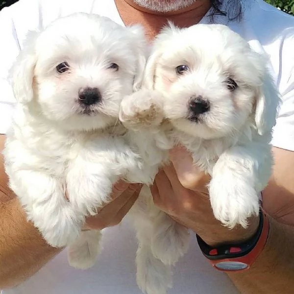 cuccioli di maltesi molto piccoli