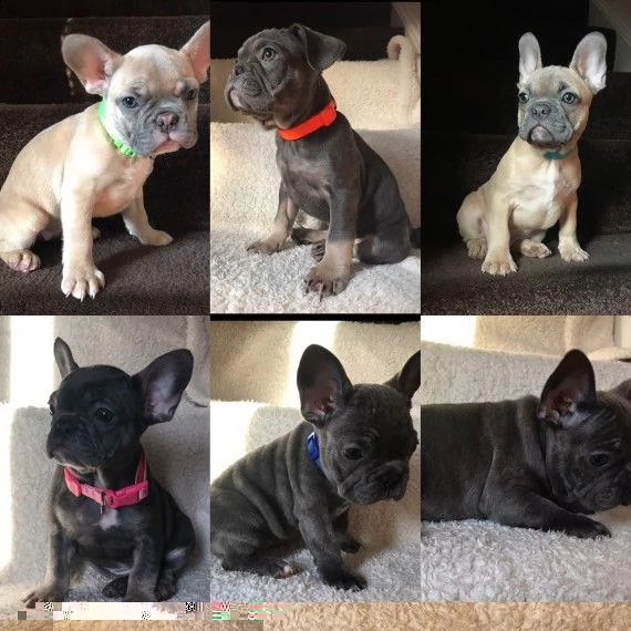 regalo cuccioli di cane a bulldog francese