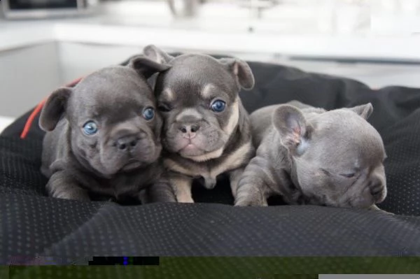 regalo cuccioli di bulldog francese 