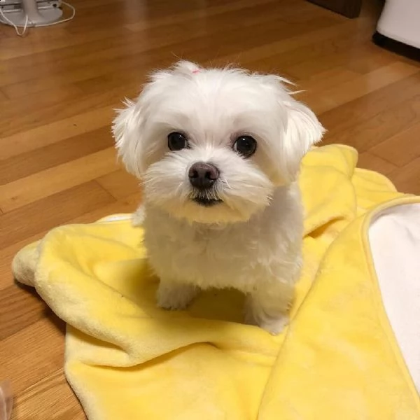 cuccioli di maltese taglia toy!!