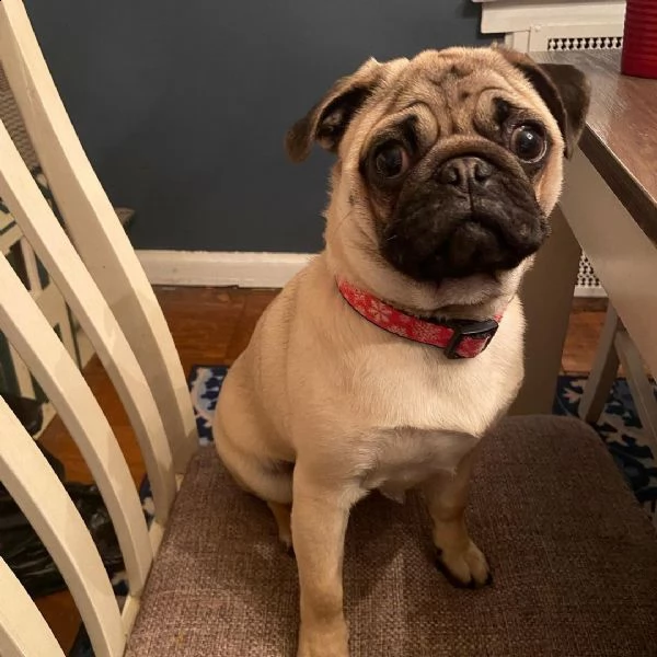 bellissimo cucciolo di carlino