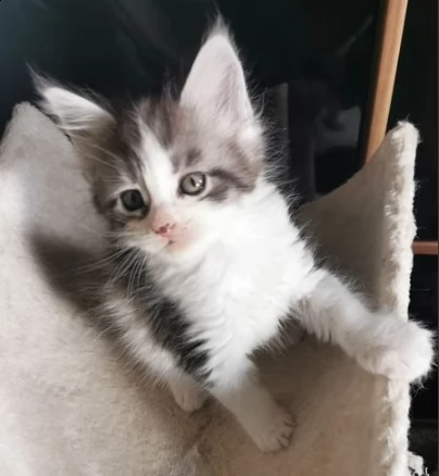 cucciolate di maine coon