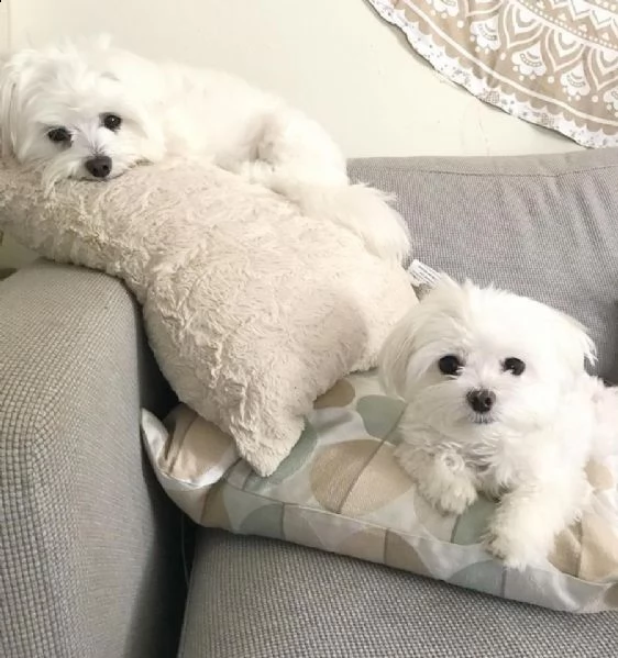 maltese | Foto 1