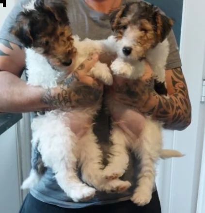 cuccioli di fox terrier