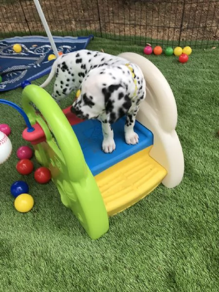 meravigliosa cucciolata di dalmata | Foto 0