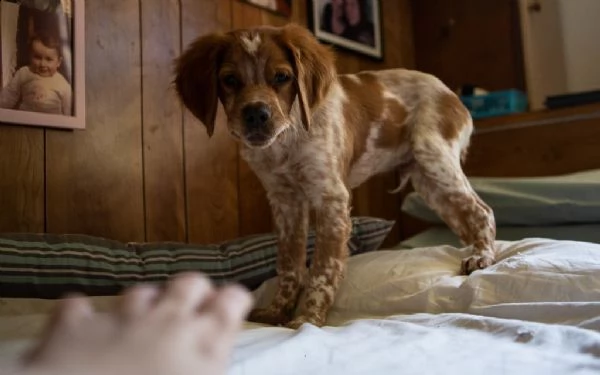 cuccioli di epagneul breton