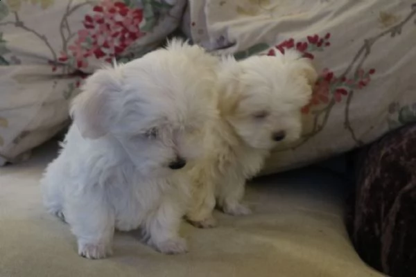 cuccioli di maltesi molto piccoli