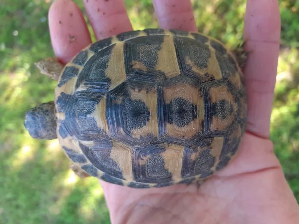 tartarughe hermanni nate a settembre del 2019 fonte c