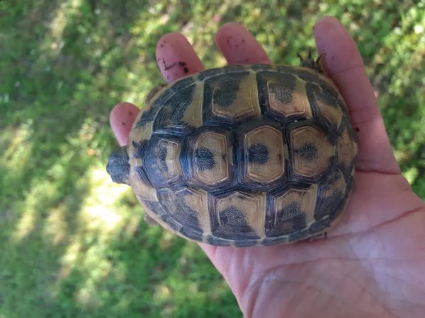 tartarughe hermanni nate a settembre del 2019 fonte c | Foto 2