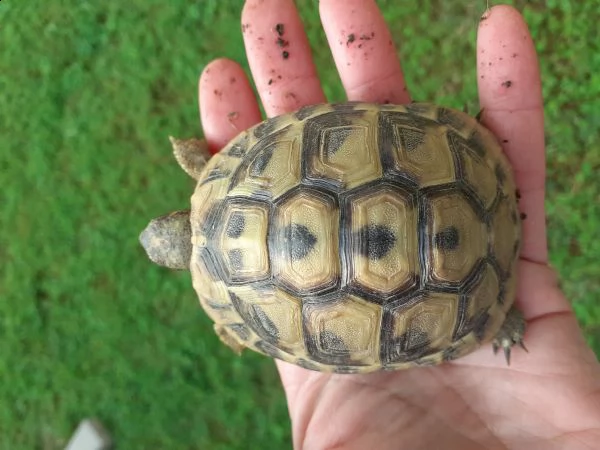 tartarughe hermanni nate a settembre del 2019 fonte c | Foto 0
