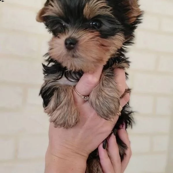 cuccioli di yorkie femmine in adozione | Foto 2