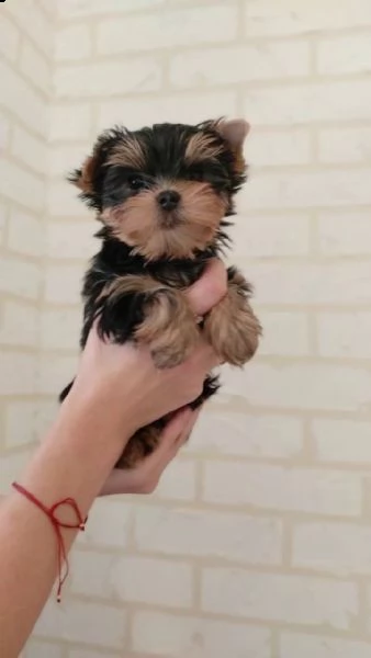 cuccioli di yorkie femmine in adozione | Foto 1