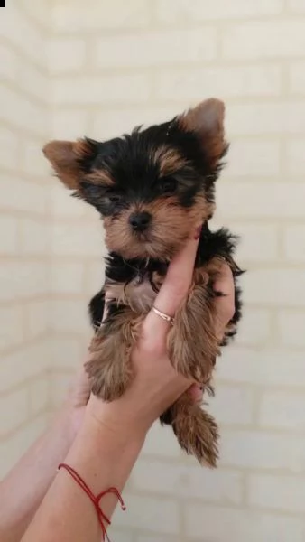 cuccioli di yorkie femmine in adozione | Foto 0