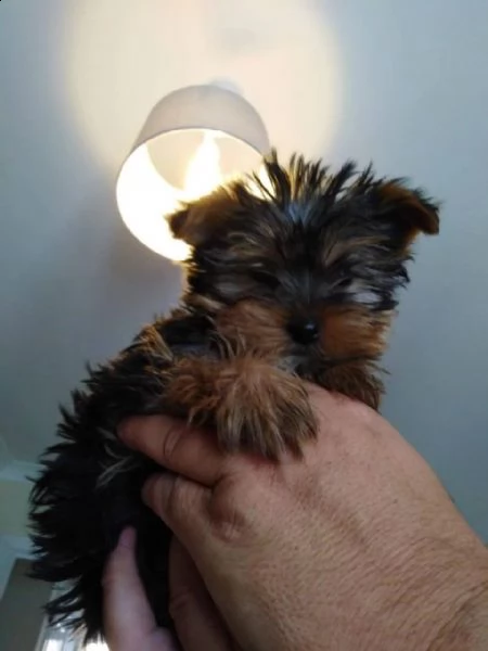 cuccioli di yorkie femmine in adozione