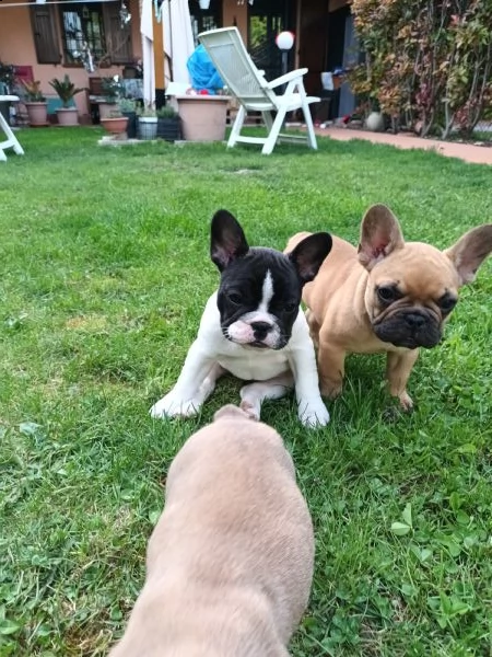 bulldog francese con pedigree 