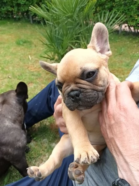 bulldog francese con pedigree  | Foto 1