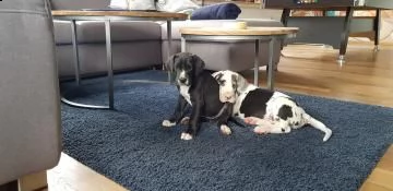 stupenda cucciolata di alani