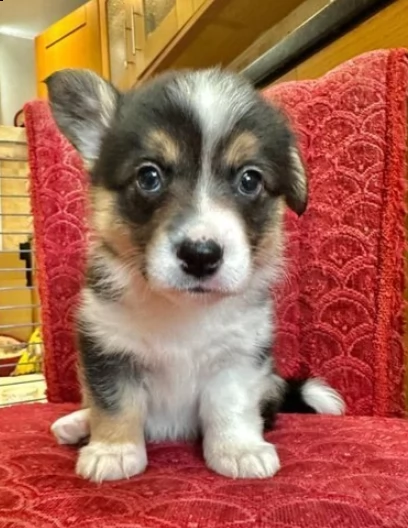 Meravigliosi cuccioli welsh corgi pembroke