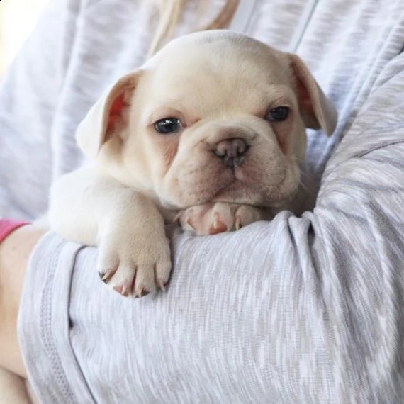 bellissimo bulldog francese pronto per una casa amorevole e premurosa