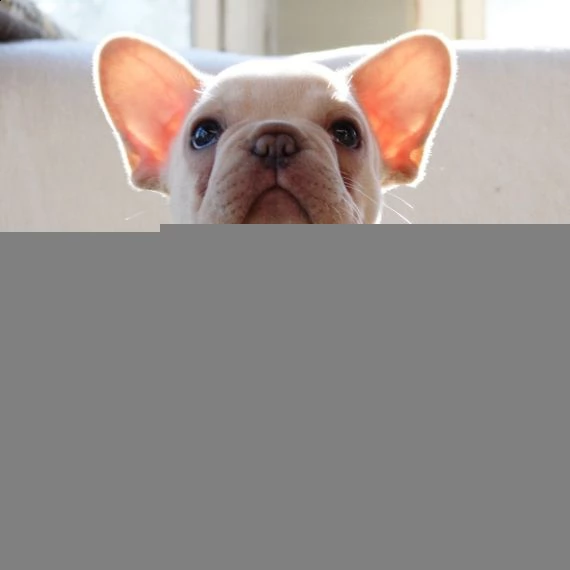 bellissimo bulldog francese pronto per una casa amorevole e premurosa | Foto 1