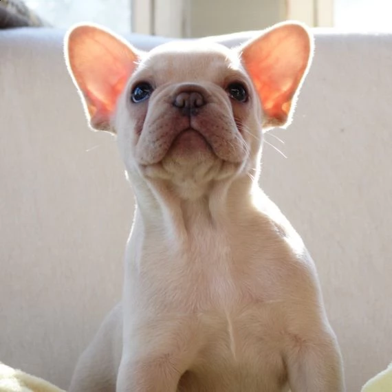 bellissimo bulldog francese pronto per una casa amorevole e premurosa | Foto 0