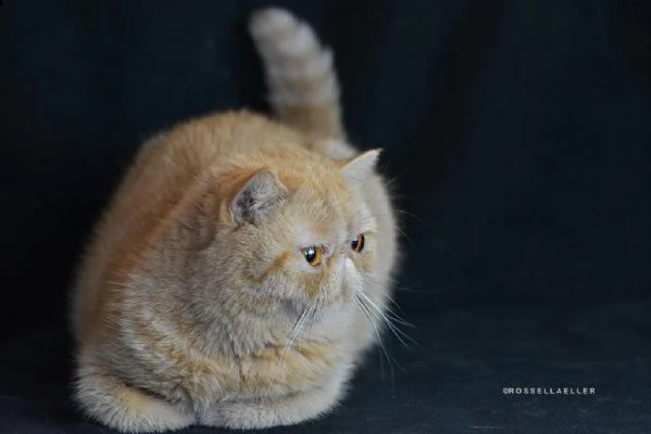 gatti exotic short-hair in vendita | Foto 8
