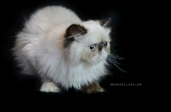 gatti persiani in vendita | Foto 7